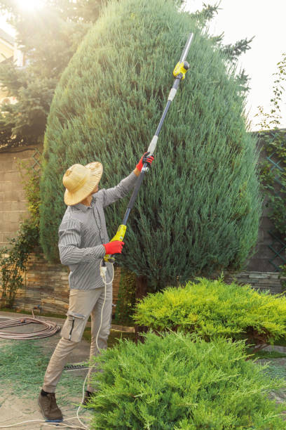 Best Tree Pruning Services  in Piney, AR